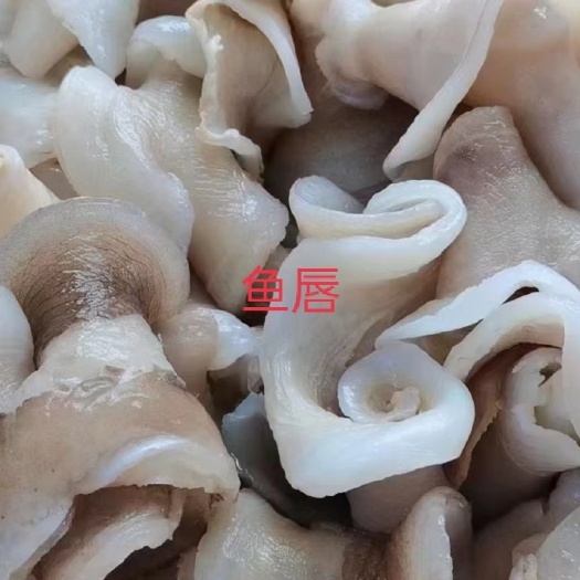 晋江市巴沙鱼鱼唇