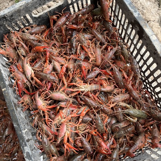 无为市小龙虾