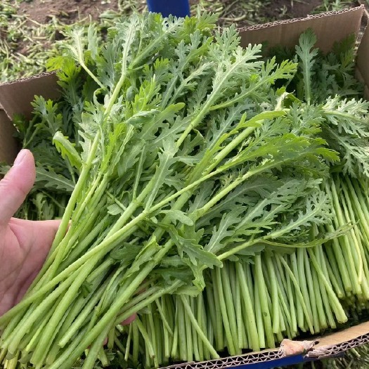淮安茼蒿