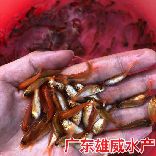 广州兴国红鲤鱼苗批发淡水红鲤鱼苗观赏食用