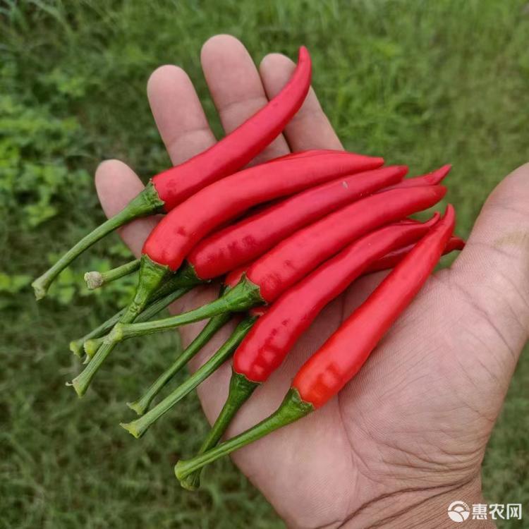 【基地直供】红小米辣椒朝天椒指天椒特辣螺丝椒泡椒新鲜蔬菜批发