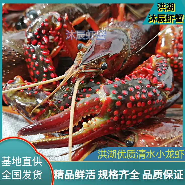 鲜活小龙虾，货量大现货多，现货现发，鲜活物流冷链运输