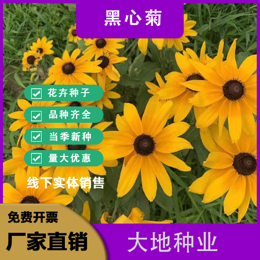 灌云县黑心菊种子宿根多年生景观工程园林绿化耐旱春播草花种子花期长