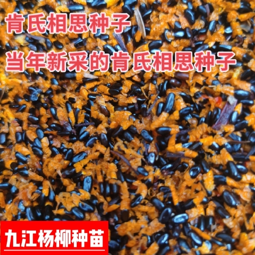 九江今年新采肯氏相思种子 相思树种子行情价格 肯氏相思种子价格