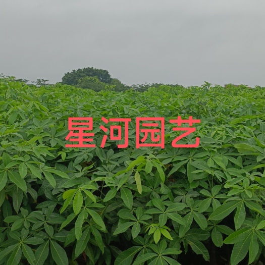 廉江市发财树苗
