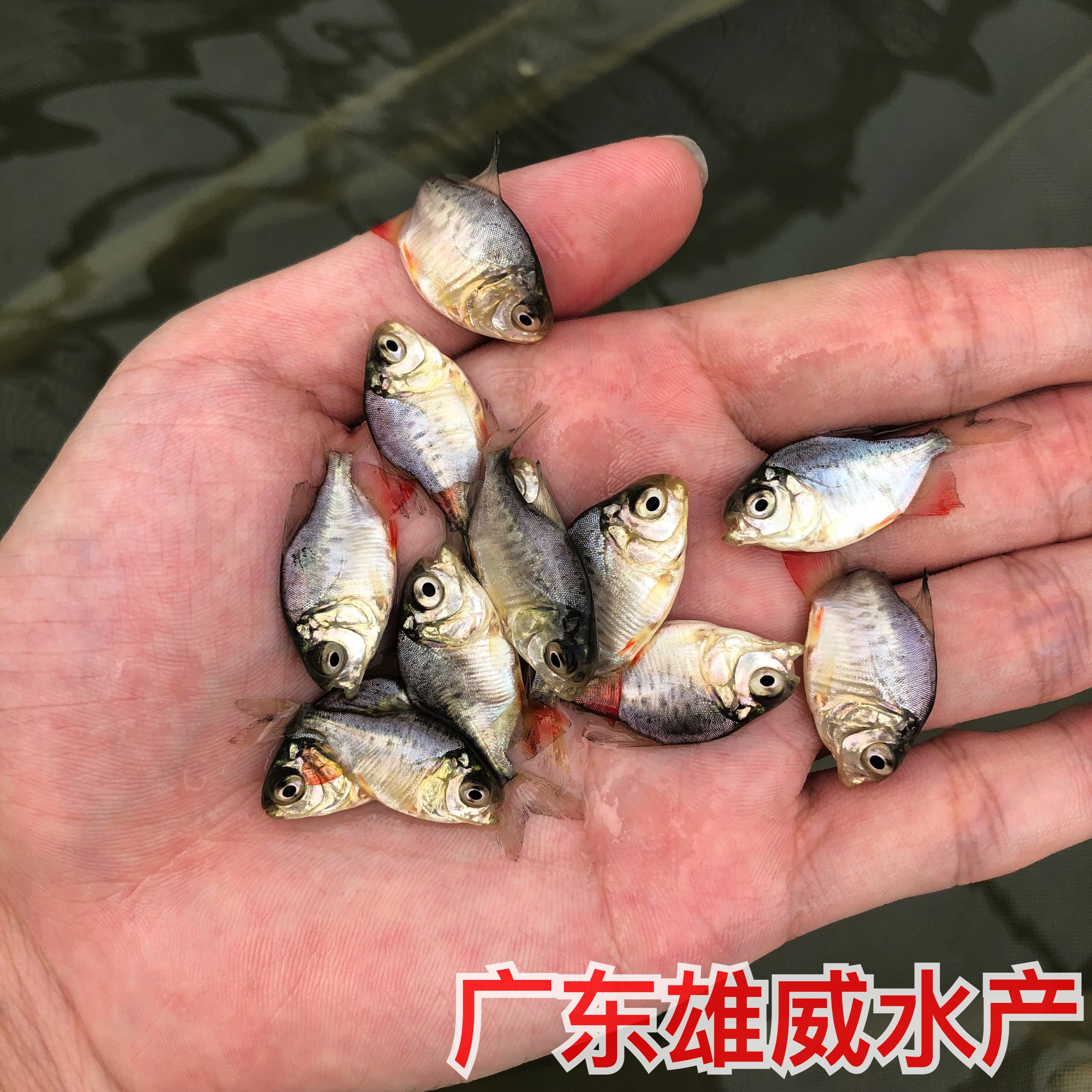 淡水红鲳鱼苗白鲳鱼苗养殖基地