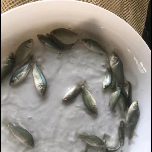 广州宝石鲈鱼苗宝石斑鱼苗