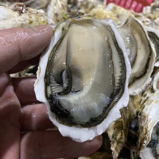 饶平县半壳生蚝批发鲜活牡蛎烧烤地摊生蚝一元一个