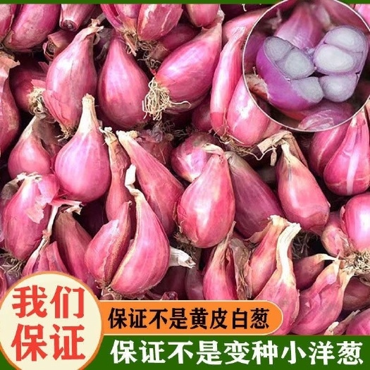 威远县四川红葱头火葱小香葱黄皮葱白葱