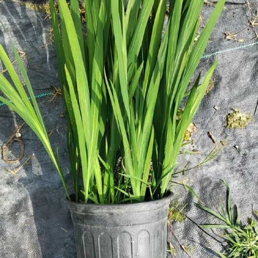 成都火星花