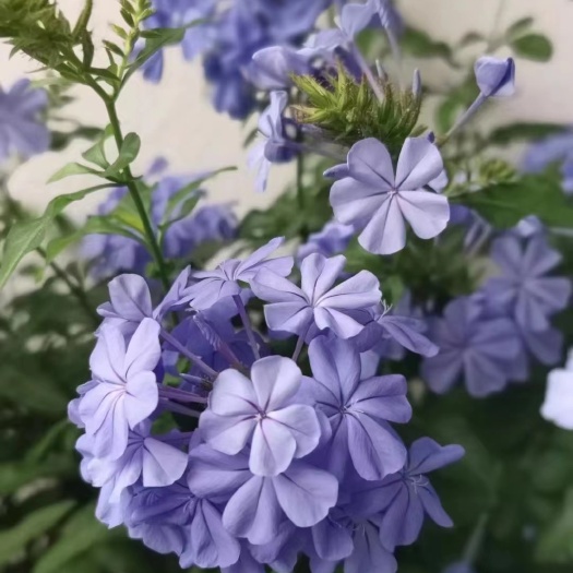 成都蓝雪花