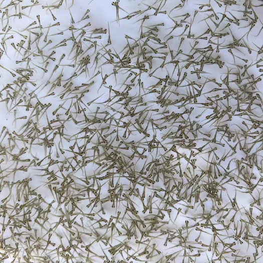 广州草鱼水花苗批发四大家鱼水花