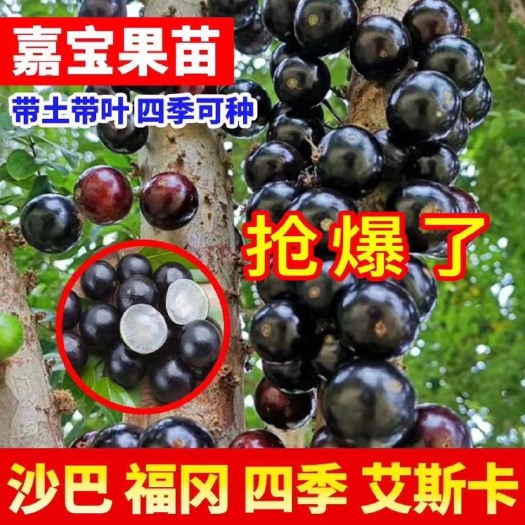 灵山县嘉宝果树苗树葡萄苗四季早生嘉宝果南北方可种植结果