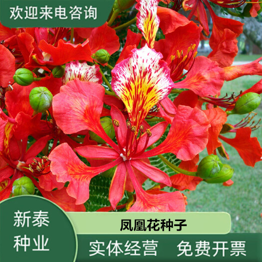 沭阳县新采凤凰木种子蓝花楹种子红花楹种子树种绿化庭院耐寒四季可播