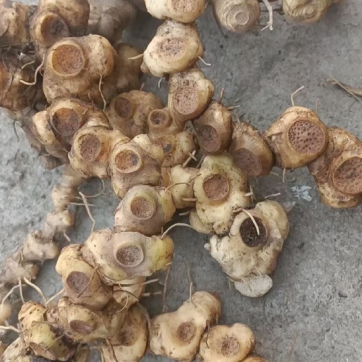 黎平县贵州高山多花甜黄精（鲜货），一手货源