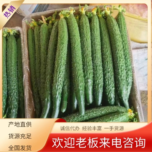 博爱县黄瓜，大量供应，供应商超市场，量大质优，支持各种包装，代发全