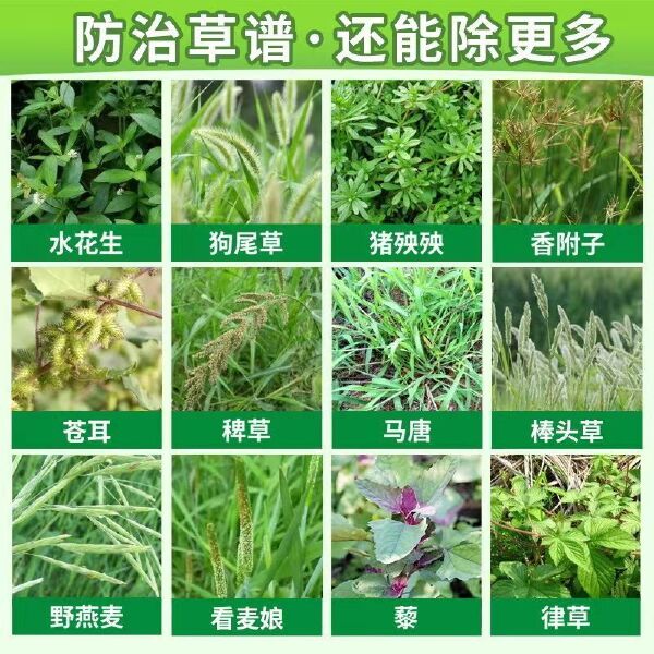  草甘膦%41草甘膦异丙胺盐除草剂死根烂根，除草剂，厂家销售