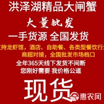 现货江苏大闸蟹母蟹螃蟹供酒店、零售店、自助餐饭店、批发市场