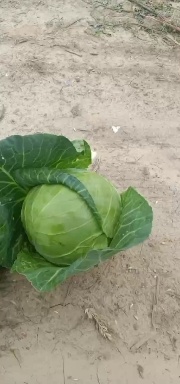 通许县河南通许甘蓝已上市