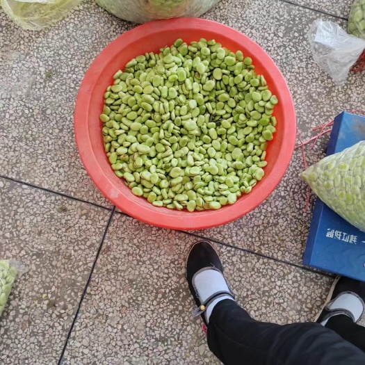 如东县新鲜蚕豆米