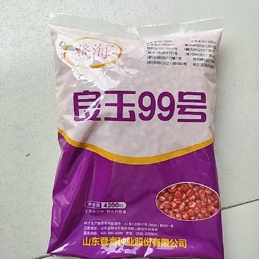 郑州玉米种子
