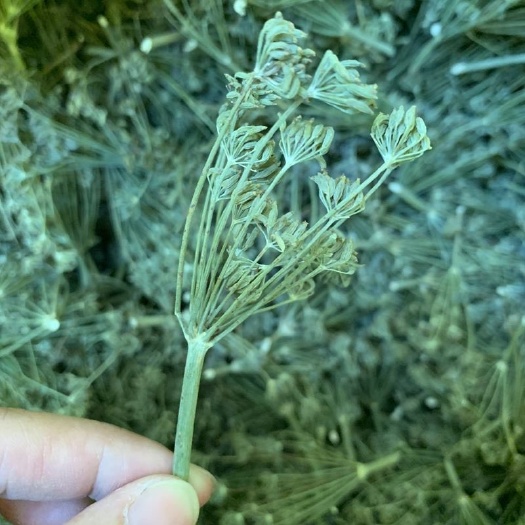 当年产新小茴香朵