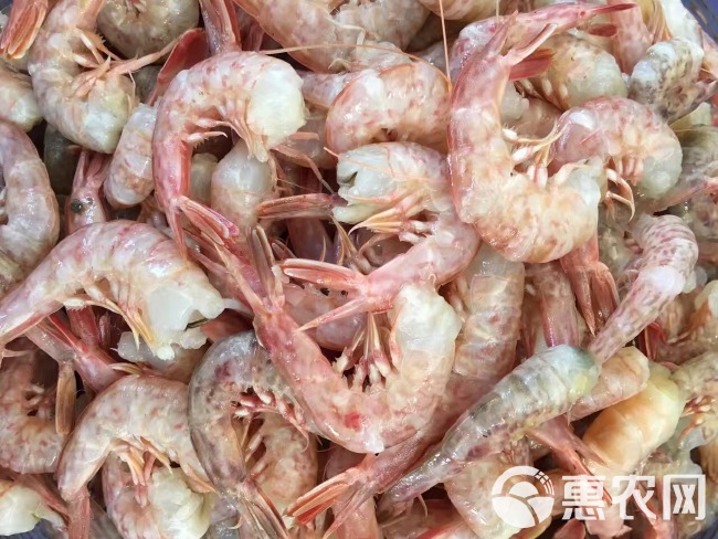 去头虾、海虾去头、广西北海本港海虾加工、长期有货有量
