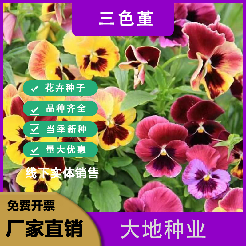 灌云县三色堇种子，四季播种耐寒三色堇花种子景观绿化花卉种子批发