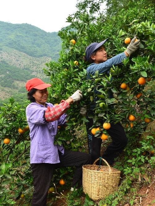 【秭归夏橙】基地直供 挂树鲜果 大小均匀 皮薄汁多 入口化渣