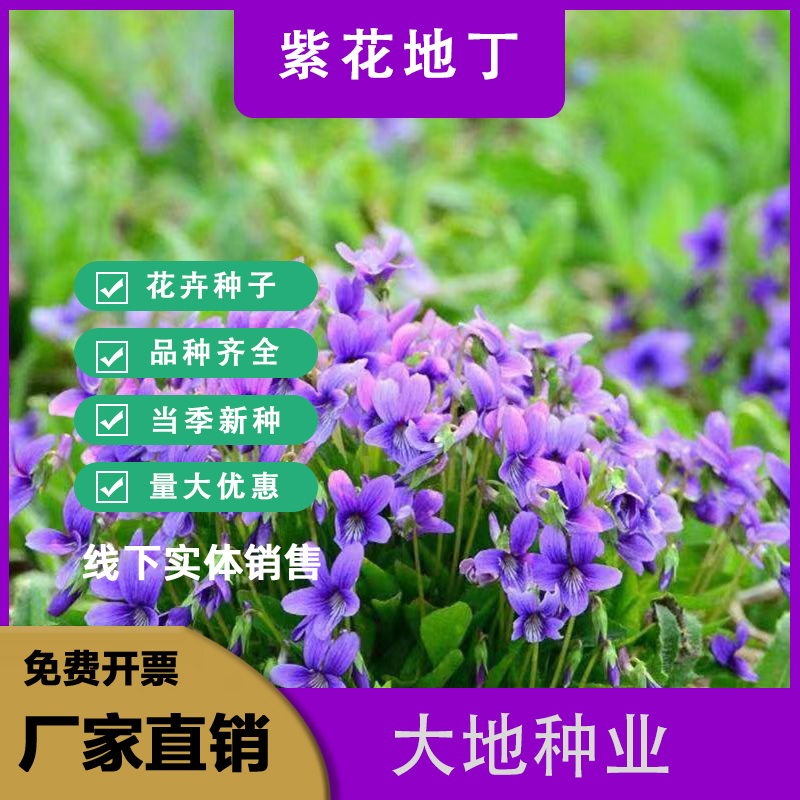 灌云县紫花地丁种子，多年生耐寒草本花籽四季播地被矮生花草种籽