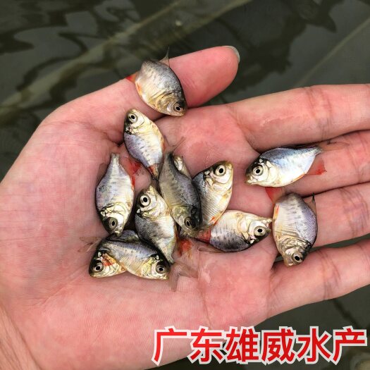 广州淡水红鲳鱼苗白鲳鱼苗养殖基地