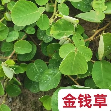 阳春市金钱草种植基地，一手直批，欢迎大家前来收购
