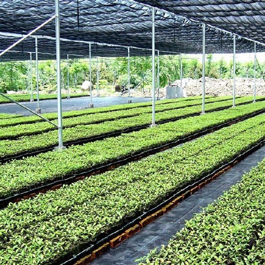 翁源县各种中药、蔬菜、花卉、水果种苗（种子、杯苗）品齐、质好、价优
