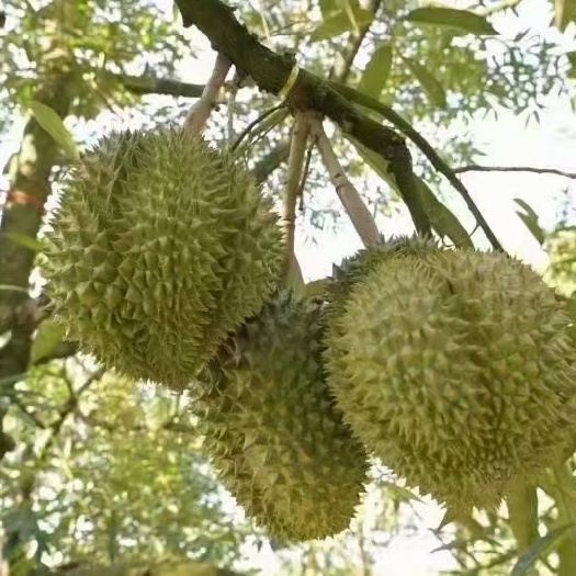 太原泰国正大金枕头榴莲树上熟