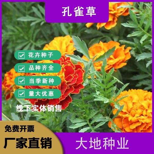 灌云县孔雀草种子，混色重瓣草花种子庭院室外景观花卉四季易种花种籽子