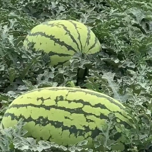 宁夏西瓜代办 硒砂瓜代办 银川西瓜代办
