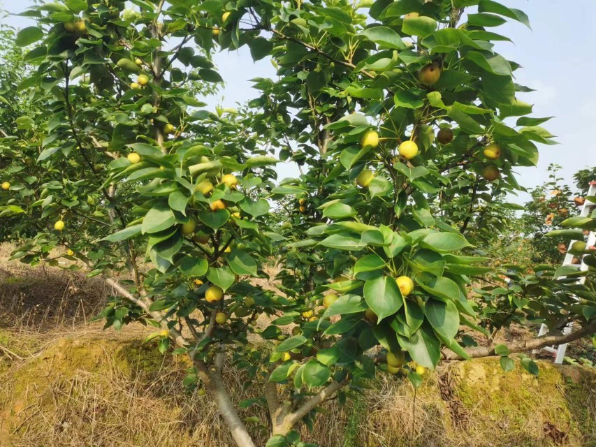 清远50亩水晶梨 7月中上市，预定中。