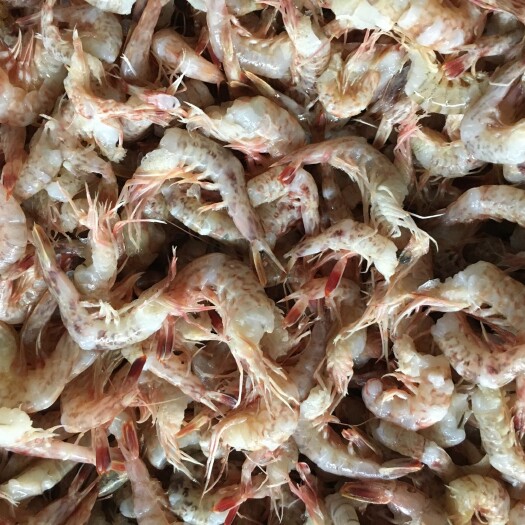 去头虾、海虾去头、广西北海本港海虾加工、长期有货有量