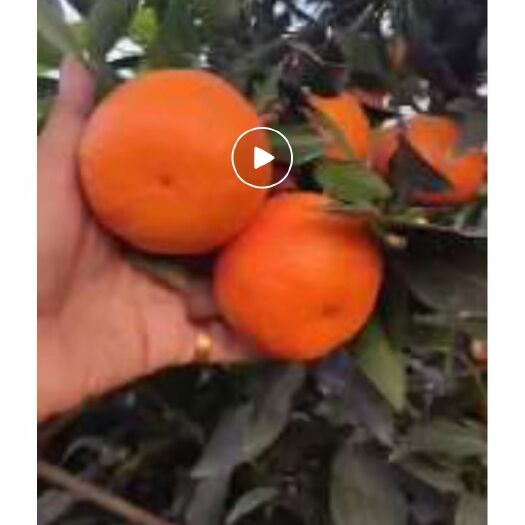 有籽沃柑，091无籽沃柑，个头大，颜色红，味道甜大量产区
