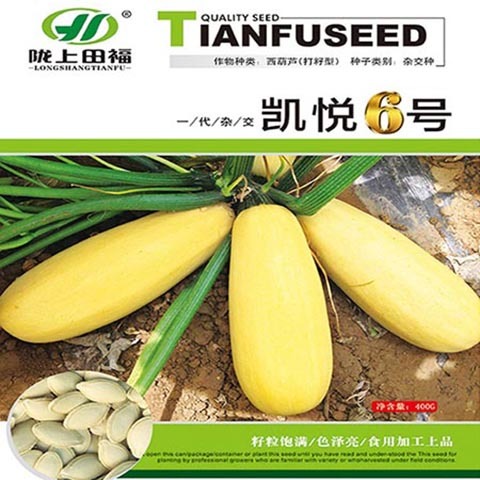 酒泉籽用西葫芦种子 凯悦6号