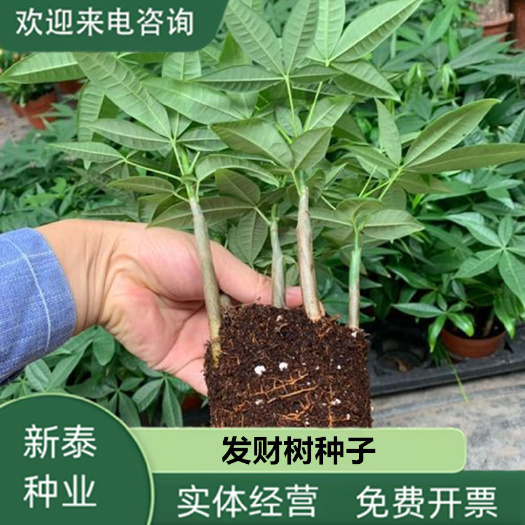 沭阳县新采发财树种子招财树种子四季易种活庭院阳台客厅盆栽花卉种籽