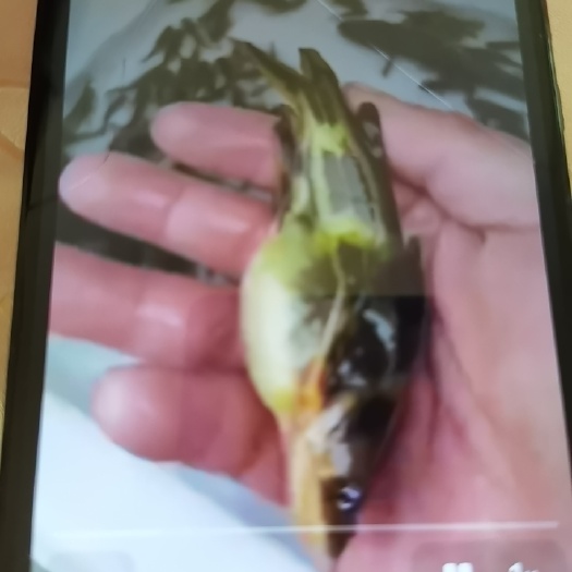 蓬溪县丁桂鱼苗