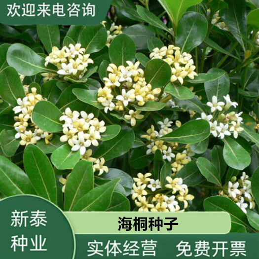 沭阳县优质林木种子 花卉种子 海桐种子 苗木种子海桐球种子净种