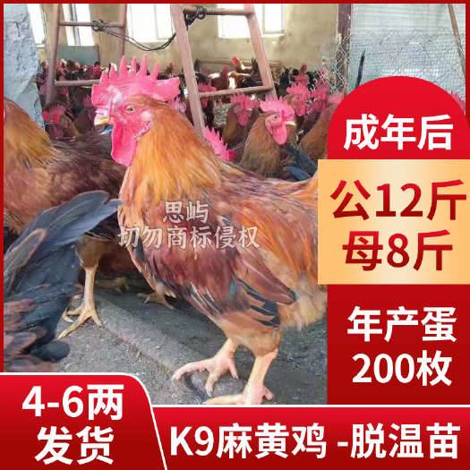 南宁K9脱温鸡苗3-4两左右  养殖厂家直销，全国运发