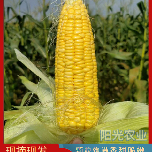 横州市广西横县产地直销甜玉米，大量现货供应，欢迎全国各地老板联系
