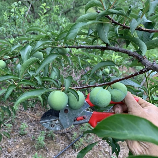 镇宁县甜得像初恋的味道       欢迎电商合作