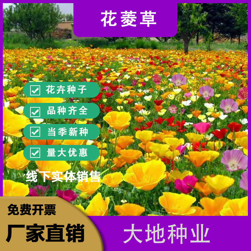 灌云县花菱草种子  花凌草种子，四季易活花种子，多年生宿根花，绿化