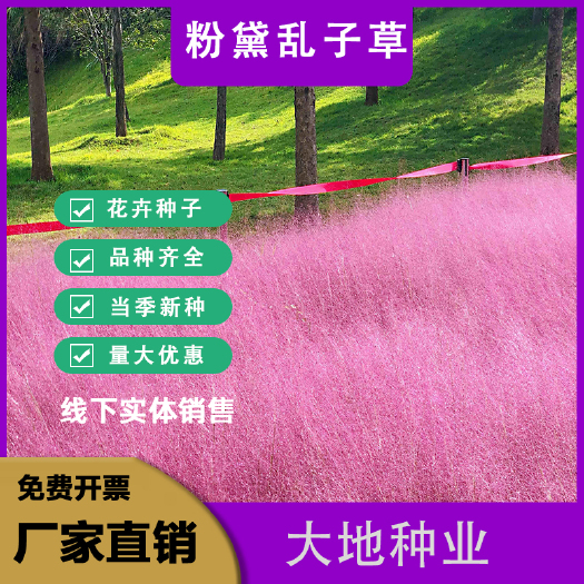 粉黛乱子草种子网红草花种籽子毛芒乱子草多年生花种子景观花种籽