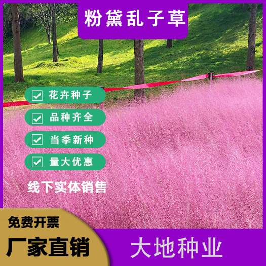 灌云县粉黛乱子草种子网红草花种籽子毛芒乱子草多年生花种子景观花种籽