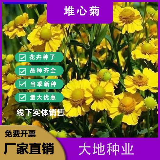 灌云县堆心菊种子花卉庭院阳台盆栽园艺绿植四季易种植的花籽花海